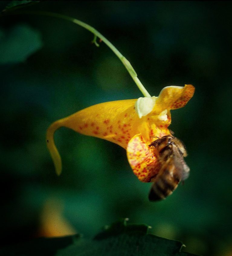 Jewelweed flower with honey bee.