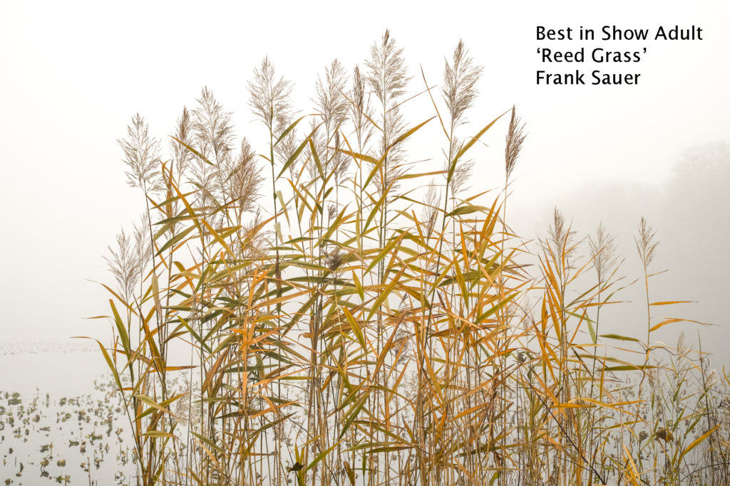 Best in Show - Adult 2019 'Reed Grass' Frank Sauer