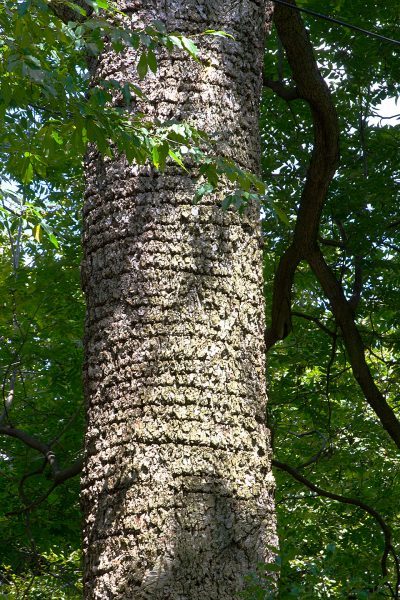pecan tree bark identification