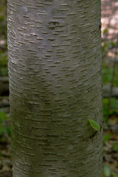 Horizontal lenticels on black birch